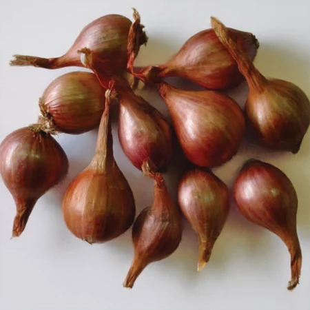 MELKIOR