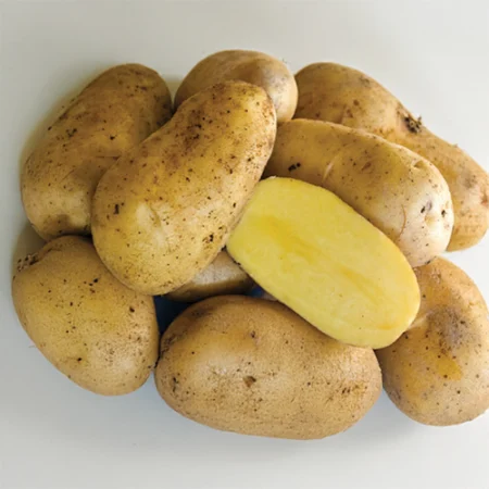 GOURMANDINE