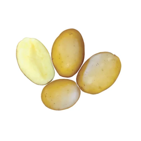 YSALIS